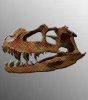 unique-bones-gallery