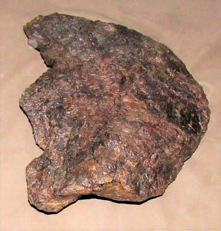 fossil diplodocus