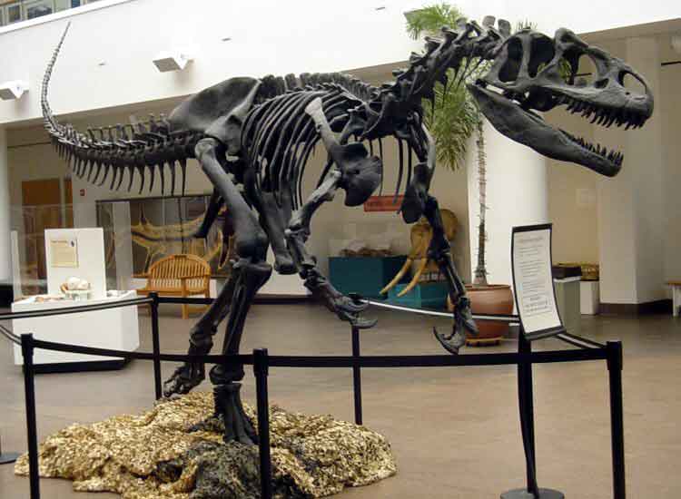 Allosaurus fragilis, SDNHM U.S.