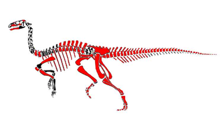 Arky Campatosaurus bone map