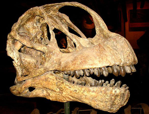 Camarasaurus skull