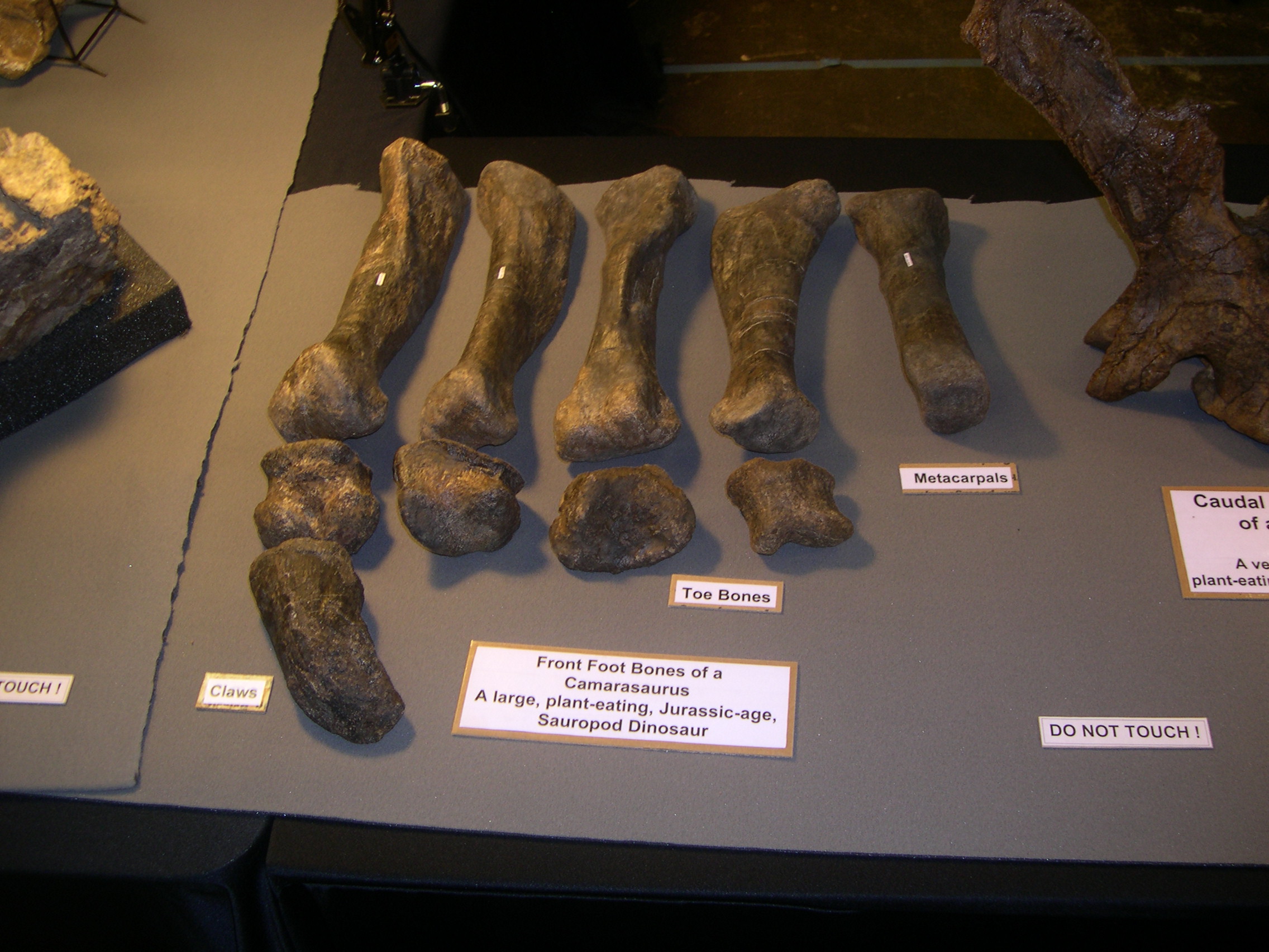 Sauropod foot bones