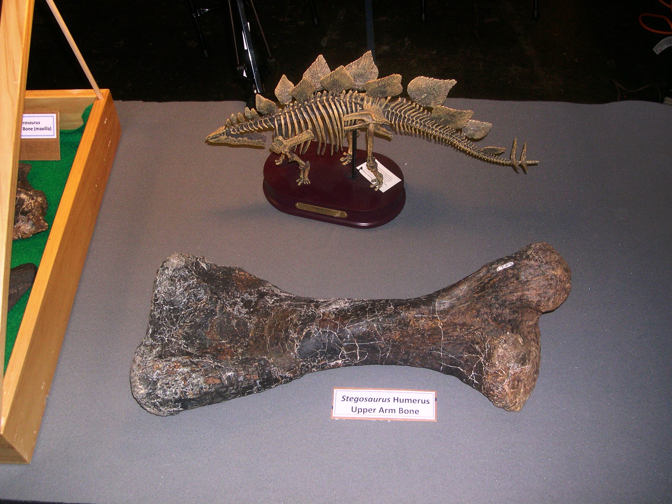 Stegosaurus humerus