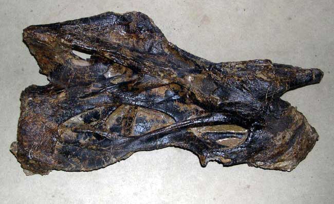 Diplodocus cervical (neck) vertebra