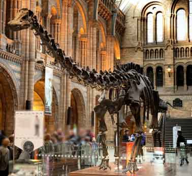 Diplodocus, NHM London