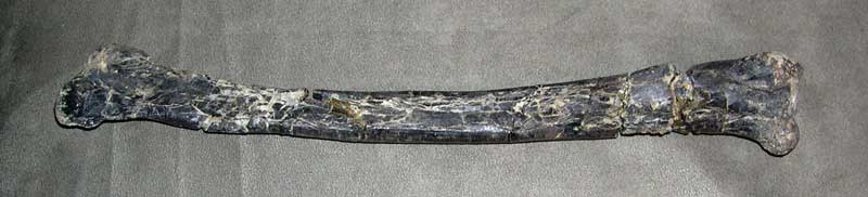 Elaphosaurus tibia