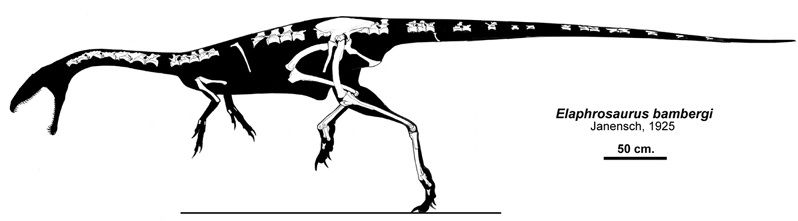 artist rendering of Elaphorosaurus