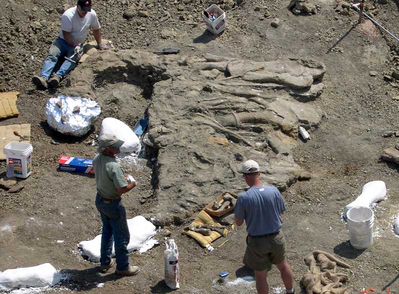 Junior Apatosaurus discovery in ground