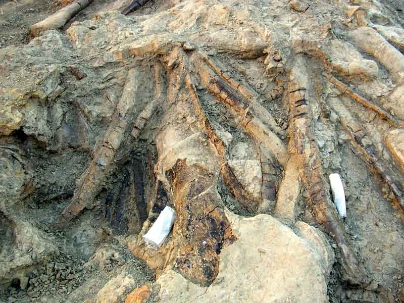 Junior's ribs