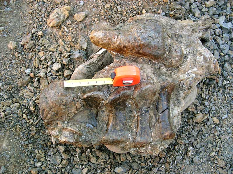Camarasaurus toe bones & claws