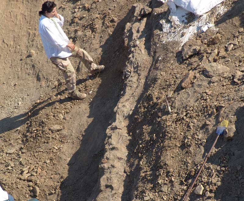 Straight Arrow Diplocodus discovery in ground