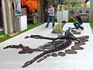 See bone map pages