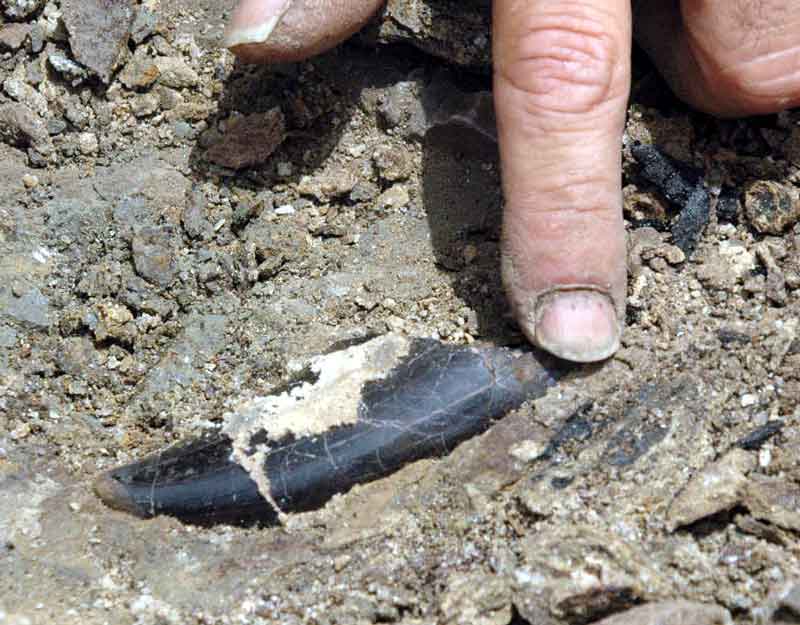 Torvorosaurus tooth in-ground