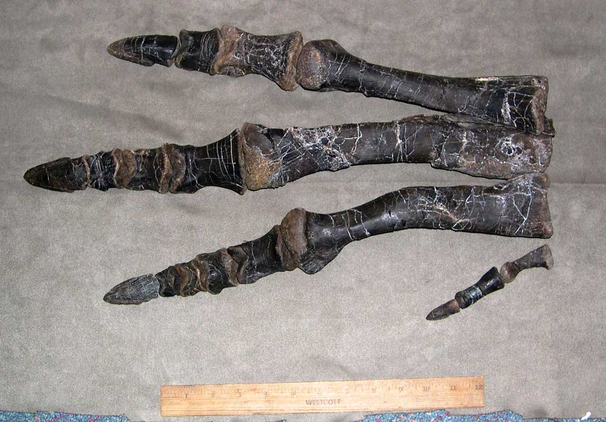 Wally Camptosaurus foot bones