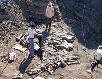 Apatosaurus digsite