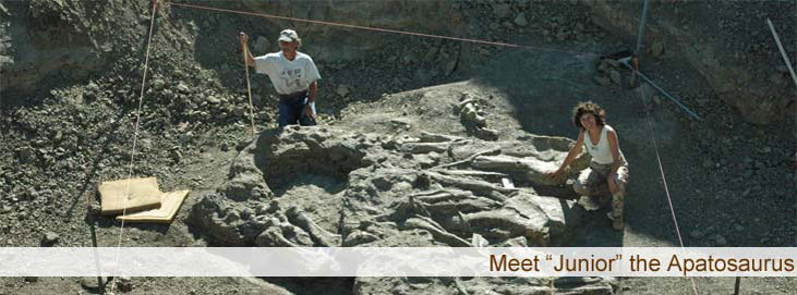 Meet 'Junior', the Apatosaurus