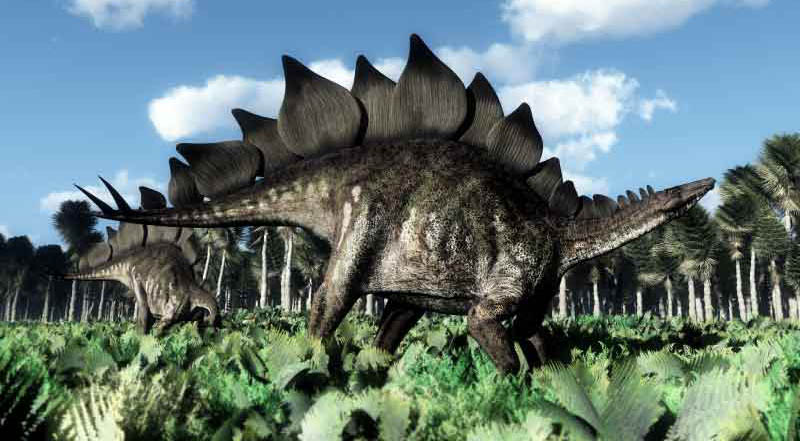 artist rendition of Stegosaurus 