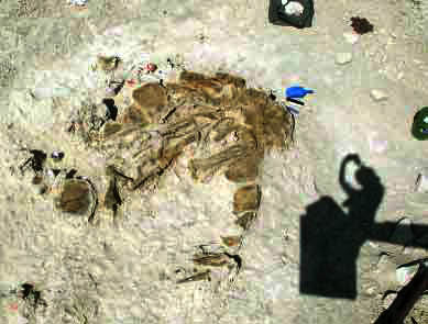 aerial shot of Stegosaurus Sarah discover