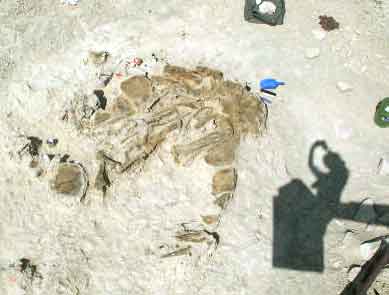 aerial shot of stegosaurus Sarah discovery in ground