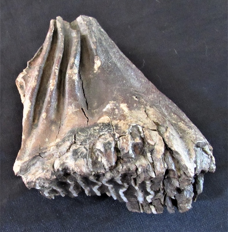 Paleo Gallery