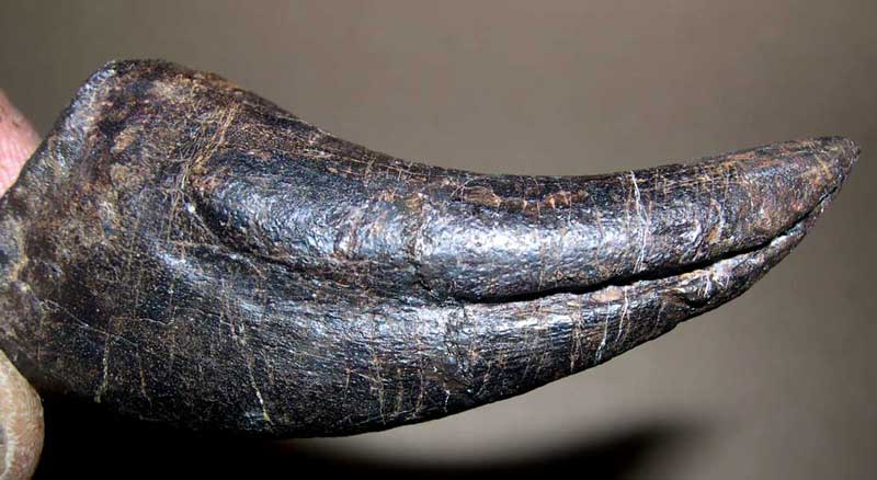 Allosaurus foot claw