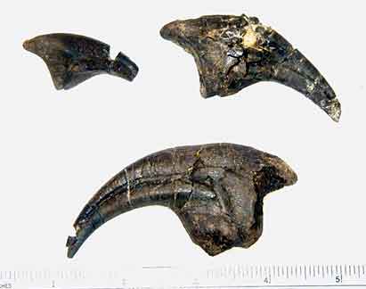 Juvenile Allosaurus claws