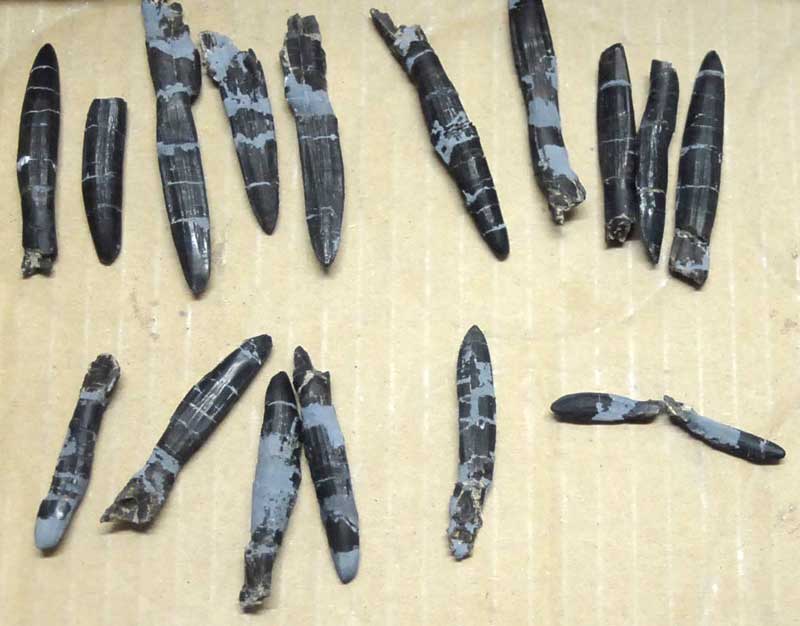 Apatosaurus teeth