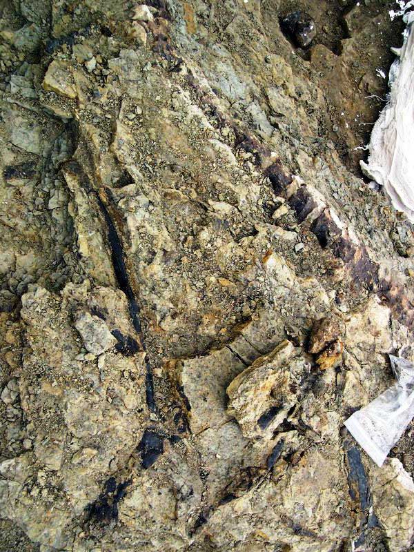 Don Pfister preparing to excavate Arky rib