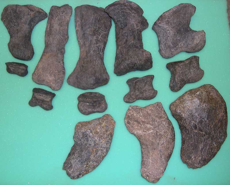 Apatosaurus footbones