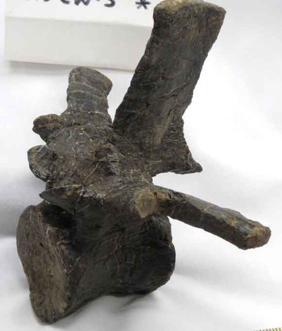 Wally Camptasaurus tail vertebra