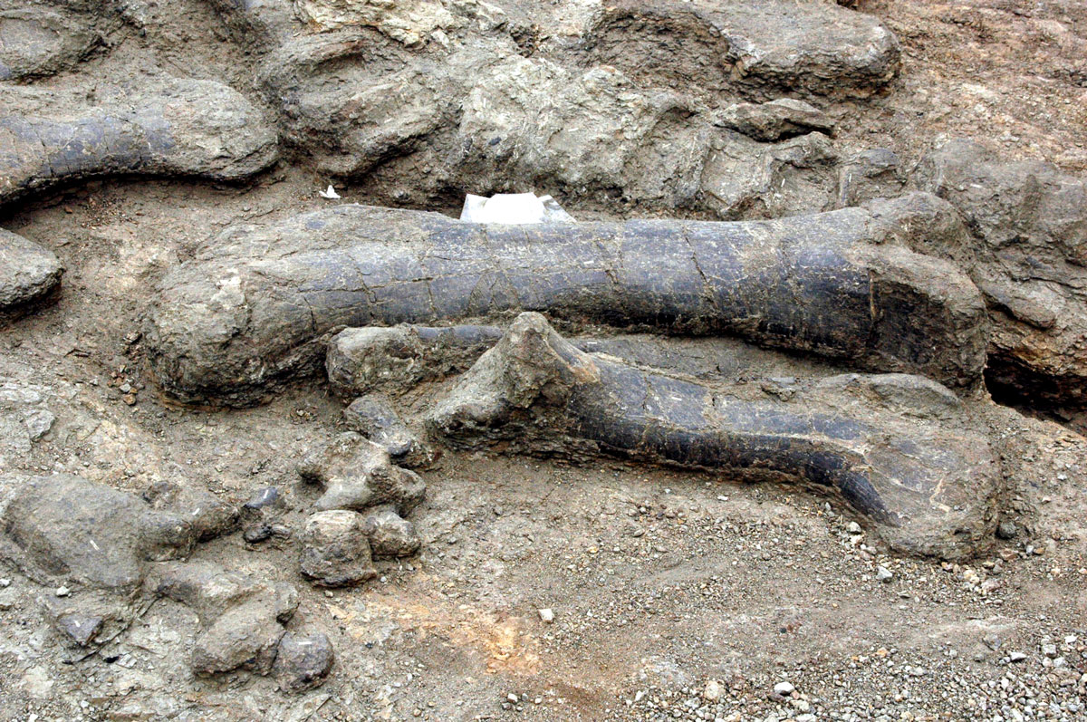 Camarasaurus femur