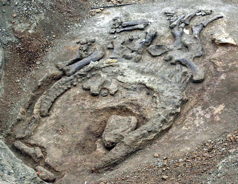 Camarasaurus discovery