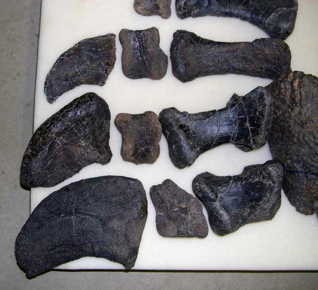 Camarasaurus hindfoot bones and claws