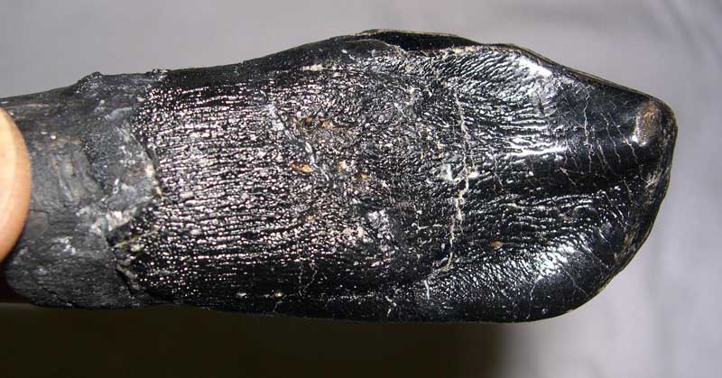 Camarasaurus tooth
