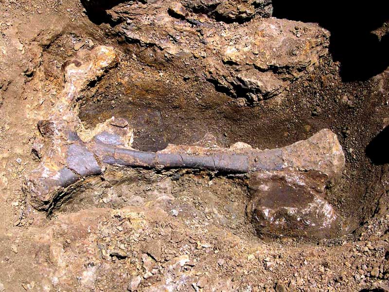 semi-articulation/isolated bones unit