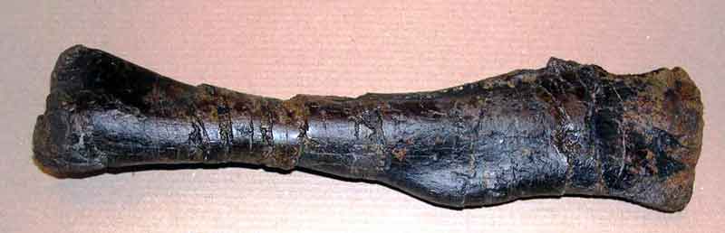 Camptosaurus humerus
