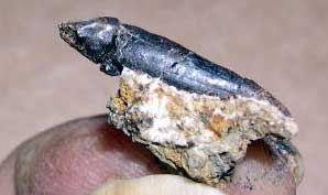 Camptosaurus tooth