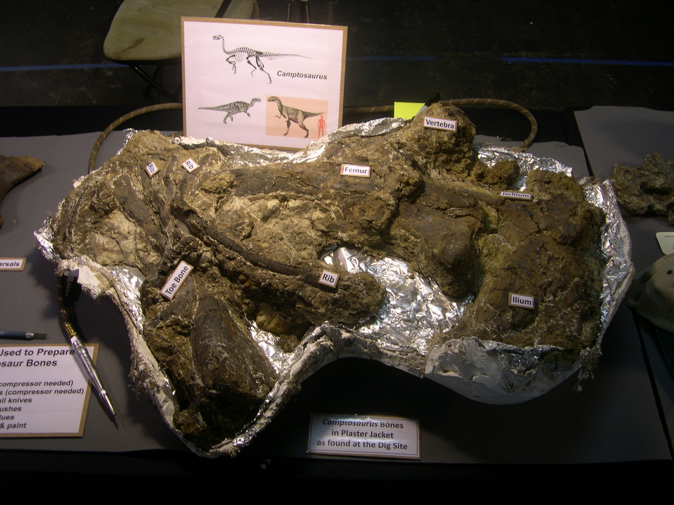 Camptosaurus bones in jacket