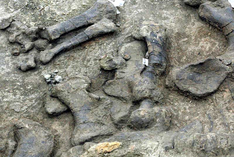 Camarasaurus limb foot bones