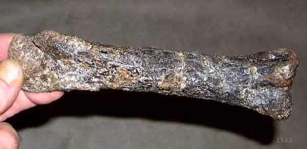 Dryosaurus metatarsal, 6.25in long