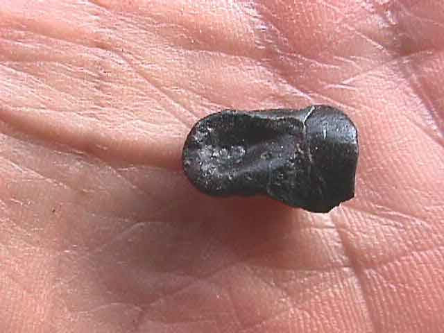 Tiny Dryosaurus finger bone