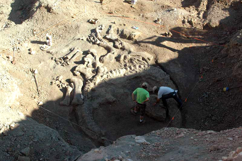 early view of the Camarasaurus