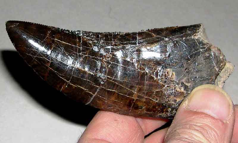 Torvosaurus tooth