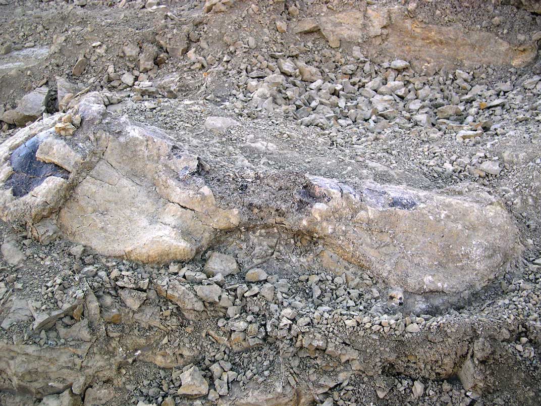 Isolated Camarasaurus bone