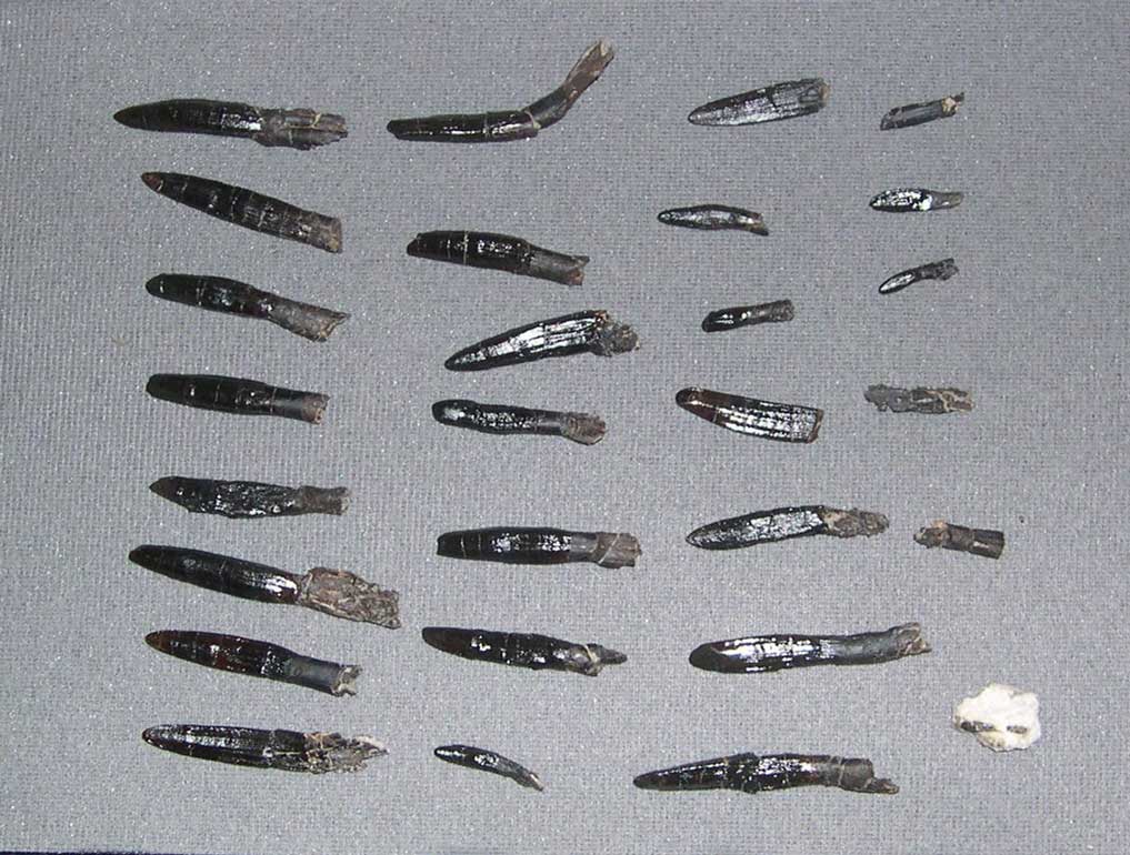 Apatosaurus teeth