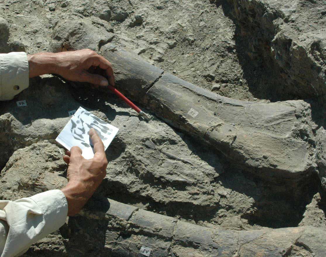 Apatosaurus skull parts arm bone