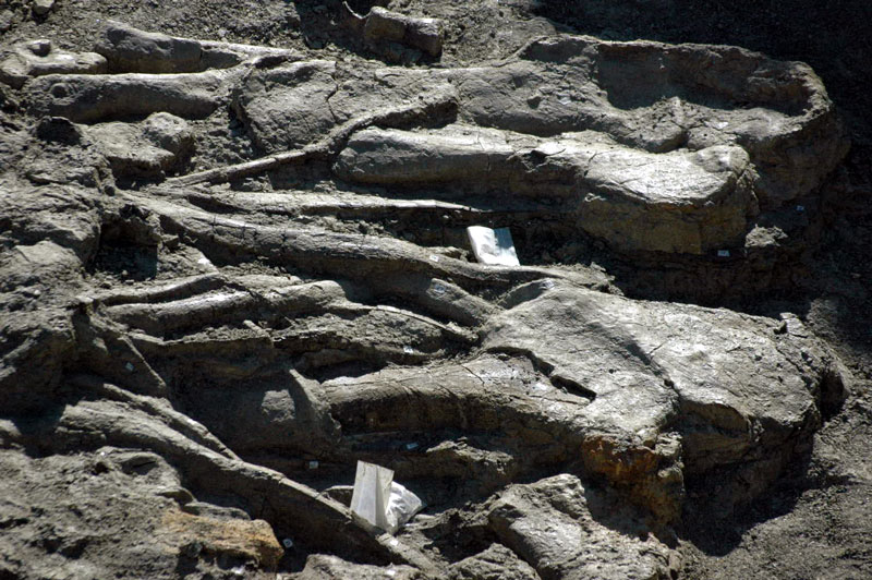 Junior Apatosaurus bones