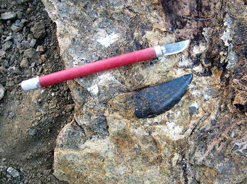 Torvosaurus tooth in ground