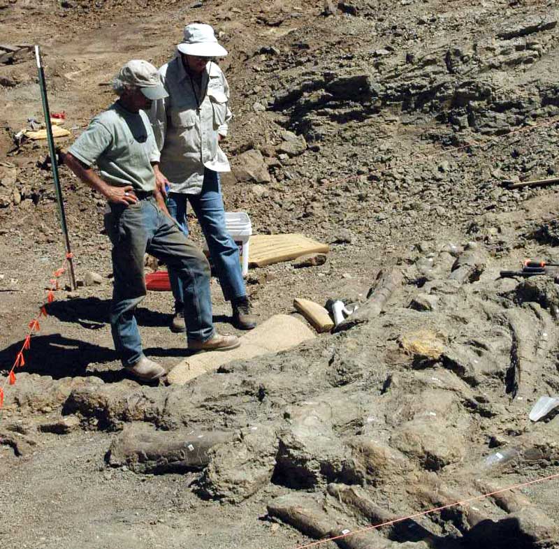 Standing over a dinosaur discovery