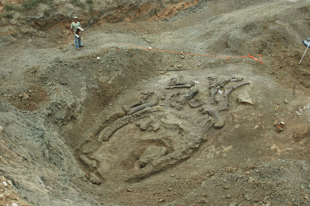 Camarasaurus skeleton